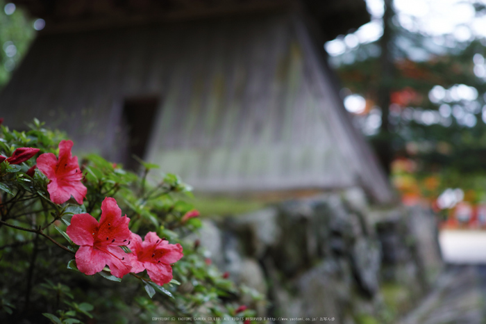 高野山.DP2,Quattro(SDIM0113,2.8)2014yaotomi_.jpg