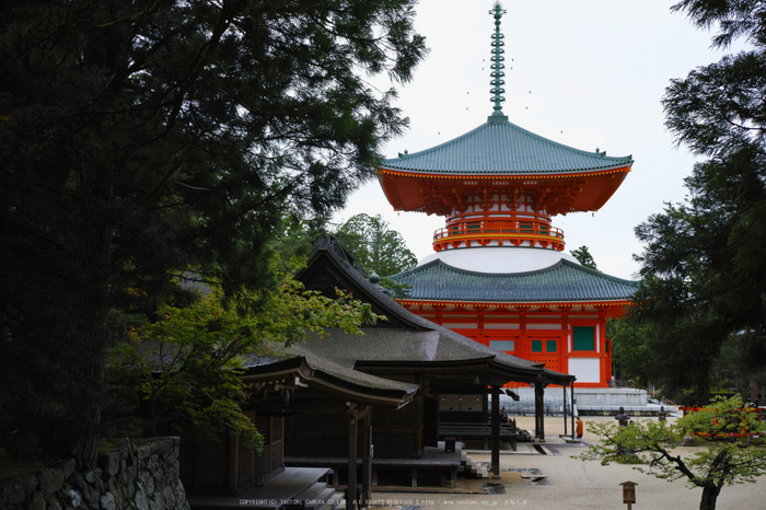 SIGMA dp2 Quattro ／ 高野山 新緑 2014 （first on） - お写ん歩