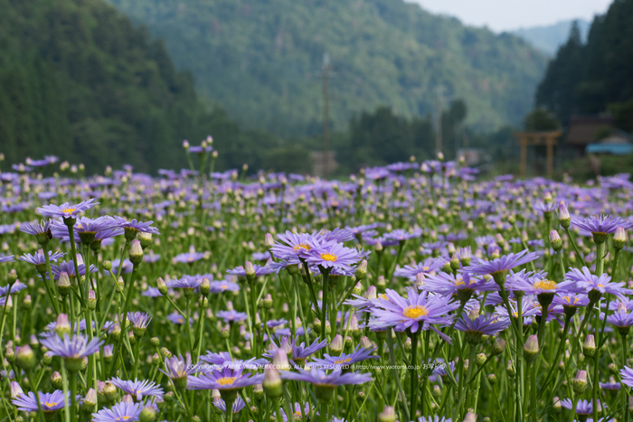 久多の里,北山友禅菊(DSC_0998,85-mm,1-160-秒-(f---14))2014yaotomi_.jpg