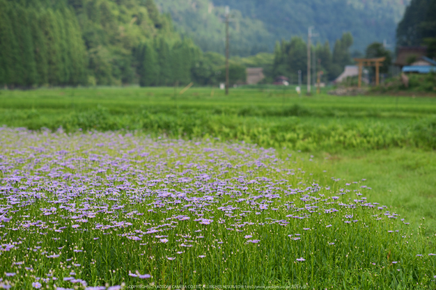 久多の里,北山友禅菊(DSC_1004,85 mm,1-1600 秒 (f - 2.8))2014yaotomi_.jpg