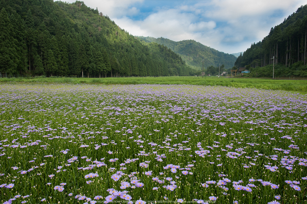 久多の里,北山友禅菊(DSC_1007,24 mm,1-50 秒 (f - 7.1))2014yaotomi_.jpg