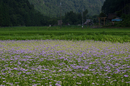 久多の里,北山友禅菊(DSC_1040,85 mm,1-125 秒 (f - 13),FULL)2014yaotomi_.jpg