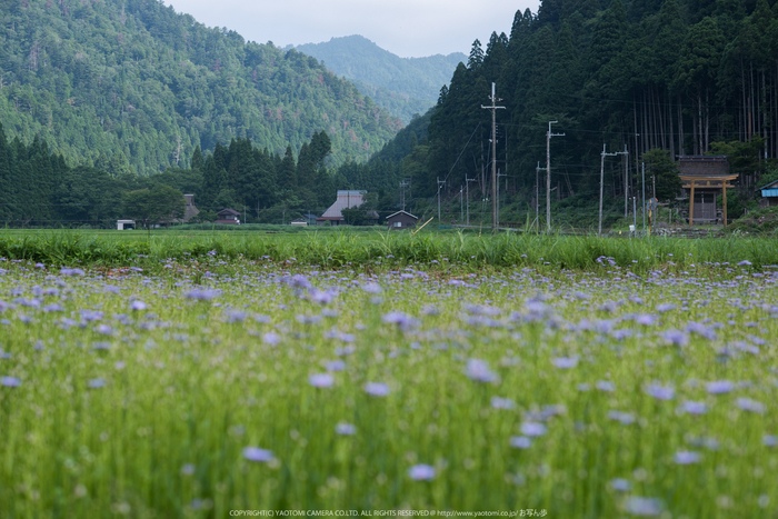 久多の里,北山友禅菊(DSC_1064,85 mm,1-320 秒 (f - 3.5))2014yaotomi_.jpg