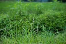 久多の里,北山友禅菊(DSC_1088,24 mm,1-2000 秒 (f - 2.2))2014yaotomi_.jpg