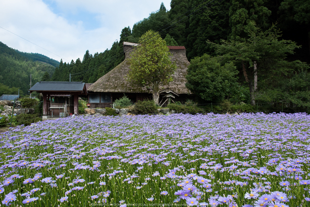 久多の里,北山友禅菊(DSC_1107,24 mm,1-1000 秒 (f - 7.1))2014yaotomi_.jpg