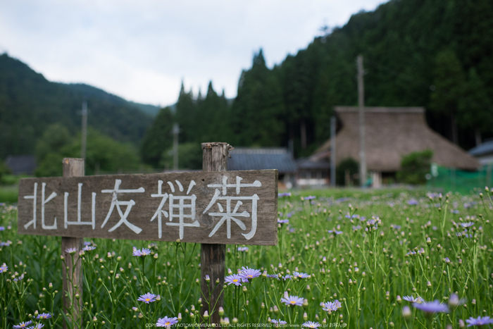 久多の里,北山友禅菊(DSC_1157,35 mm,1-1000 秒 (f - 2.8))2014yaotomi_.jpg