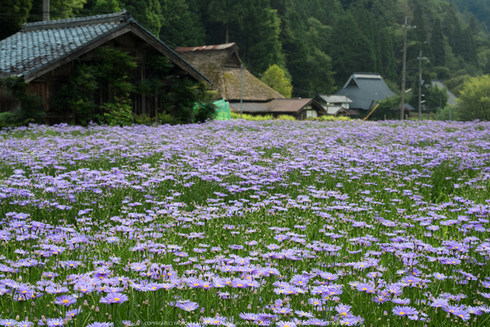 久多の里,北山友禅菊(DSC_1168,58 mm,1-125 秒 (f - 10))2014yaotomi_.jpg