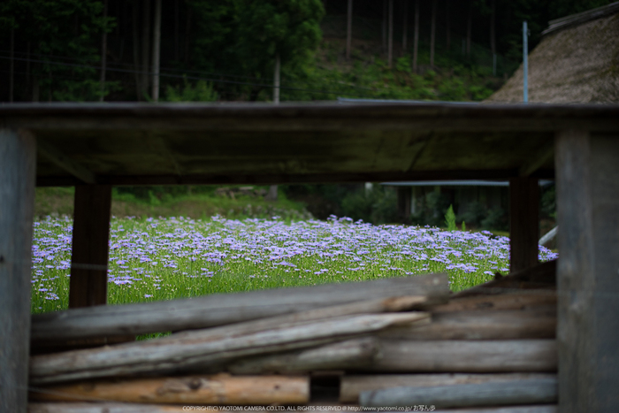 久多の里,北山友禅菊(DSC_1174,58 mm,1-4000 秒 (f - 1.8))2014yaotomi_.jpg