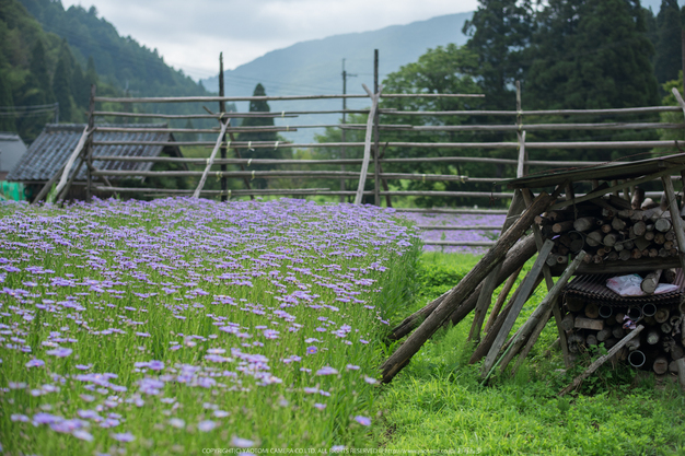 久多の里,北山友禅菊(DSC_1181,58 mm,1-1600 秒 (f - 2.5))2014yaotomi_.jpg