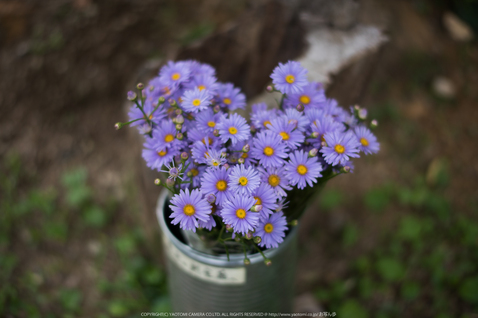 久多の里,北山友禅菊(DSC_1214,58 mm,1-400 秒 (f - 1.6))2014yaotomi_.jpg