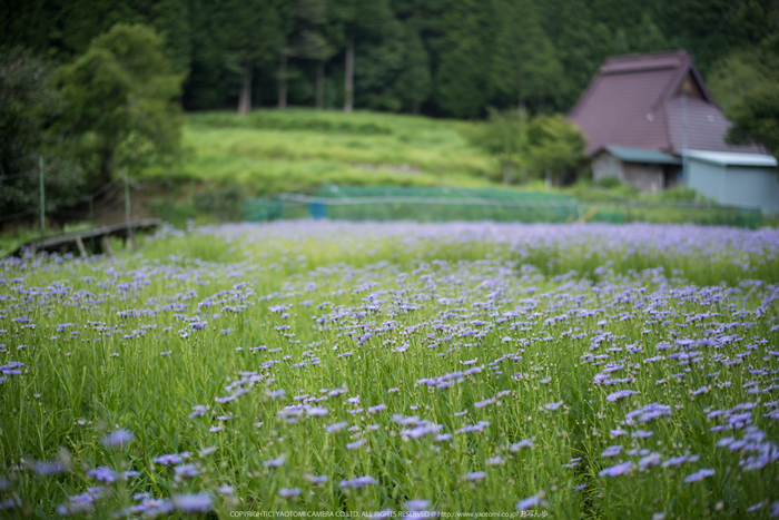 久多の里,北山友禅菊(DSC_1217,58 mm,1-400 秒 (f - 1.6))2014yaotomi_.jpg