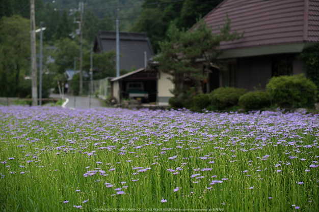 久多の里,北山友禅菊(DSC_1225,58 mm,1-1250 秒 (f - 2.2))2014yaotomi_.jpg