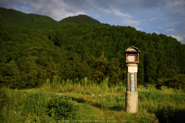 九品寺,蓮(DSC_1503s,85,2,D810)2014yaotomi_.jpg