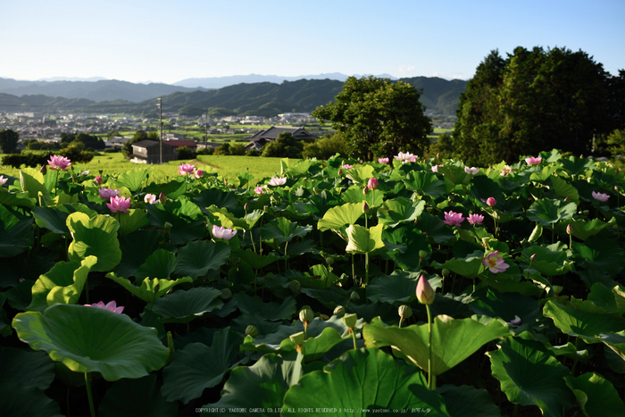 九品寺,蓮(DSC_1512s,35,2.8,D810)2014yaotomi_.jpg