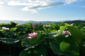 九品寺,蓮(DSC_1557,35,7.1,D810)2014yaotomi_.jpg