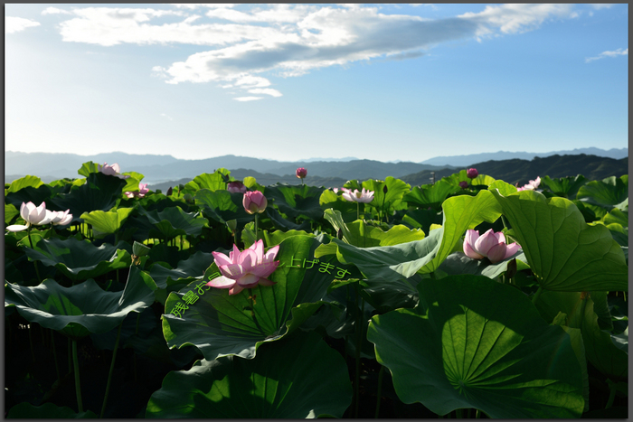 九品寺,蓮(DSC_1557s,35,7.1,D810)2014yaotomi_残暑.jpg