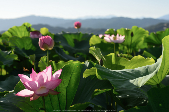 九品寺,蓮(DSC_1568s,85,7.1,D810)2014yaotomi_.jpg