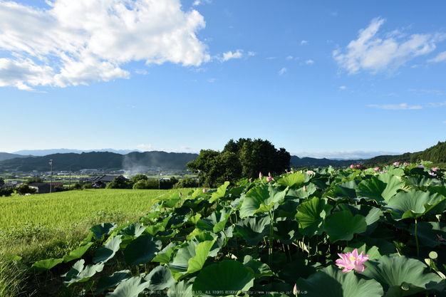 九品寺,蓮(DSC_1594s,24,7.1,D810)2014yaotomi_.jpg