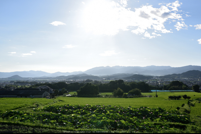 九品寺,蓮(DSC_1637s,35,6.3,D810)2014yaotomi_.jpg