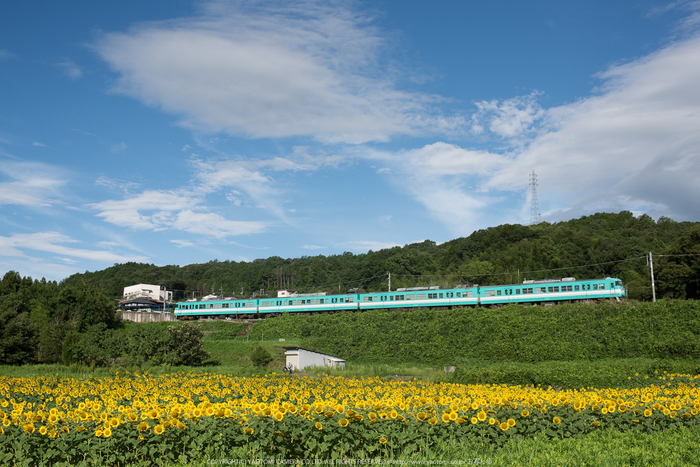 五條,上野公園,ひまわり(DSC_1654,35 mm1-2000 秒 (f - 7.1),D810)2014yaotomi_.jpg