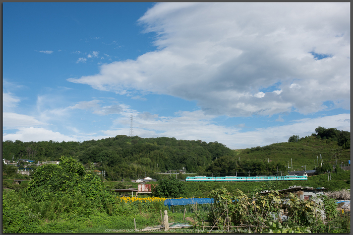 五條,上野公園,ひまわり(DSC_1664,35mm,1-250sec(f10),D810)2014yaotomi_Top.jpg