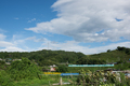 五條,上野公園,ひまわり(DSC_1664,D810,FULL)2014yaotomi_.jpg