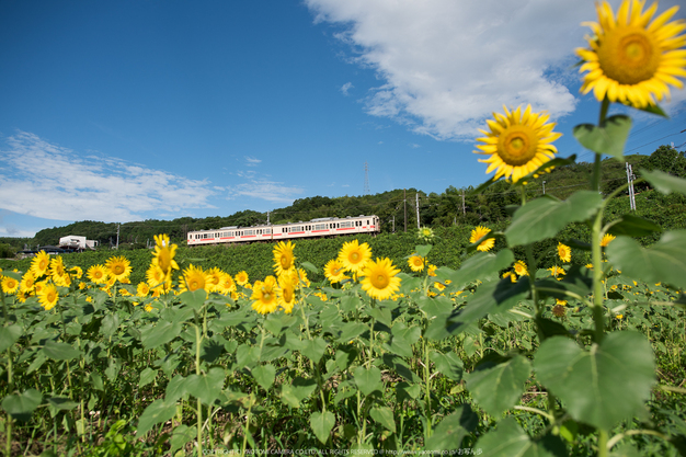 五條,上野公園,ひまわり(DSC_1726,24 mm1-3200 秒 (f - 3.2),D810)2014yaotomi_.jpg