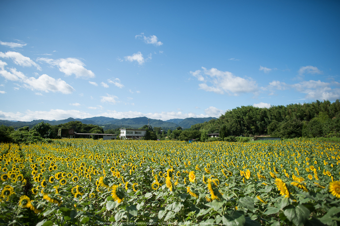 五條,上野公園,ひまわり(DSC_1763,24 mm1-4000 秒 (f - 1.8),D810)2014yaotomi_.jpg