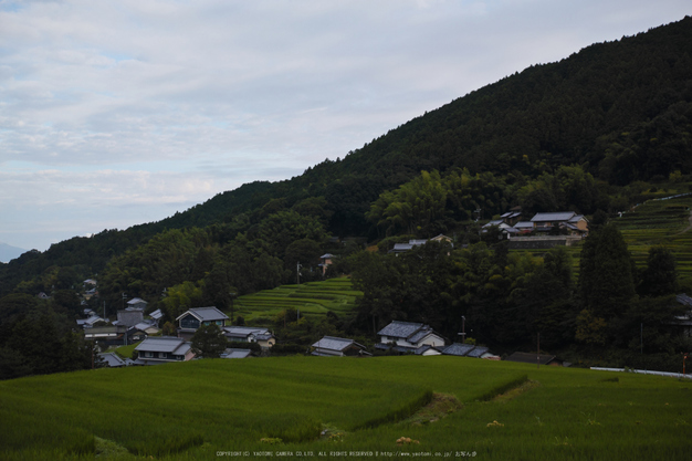 明日香,細川(SDIM0027_2,F3.5,dp2q)2014yaotomi_.jpg