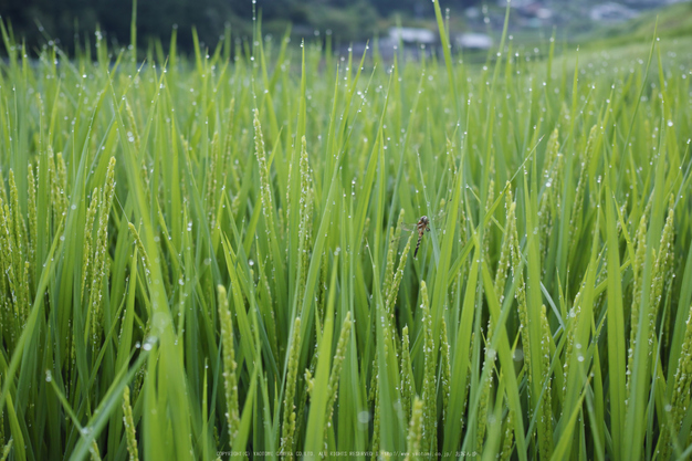 明日香,細川(SDIM0037_2,F3.5,dp2q)2014yaotomi_.jpg