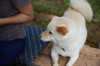 月うさぎ,花鳥風月(IMG_4211,70mm,iso100,6D)2014yaotomi_.jpg