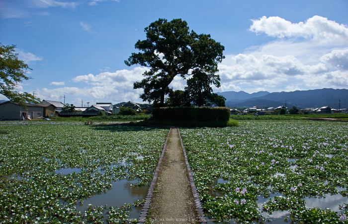 本薬師寺跡,ホテイアオイ(DSCF7077,18mm,f10,XT1)2014yaotomi_.jpg