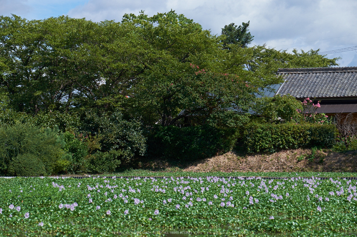 本薬師寺跡,ホテイアオイ(DSCF7080,70.2mm,f8,XT1)2014yaotomi_.jpg