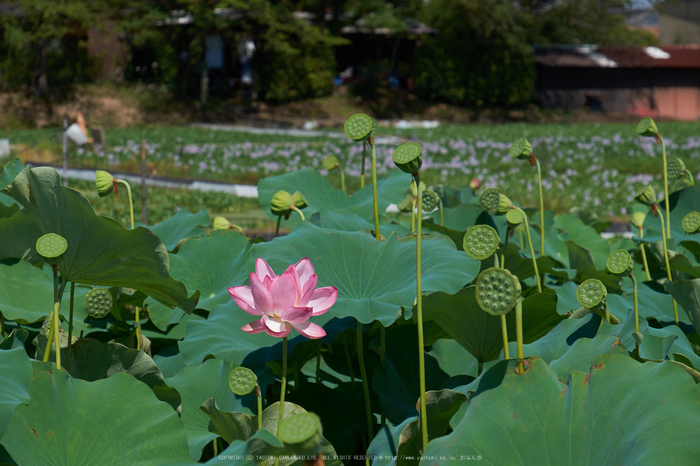 本薬師寺跡,ホテイアオイ(DSCF7103,83.3mm,f8,XT1)2014yaotomi_.jpg