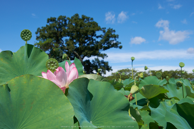 本薬師寺跡,ホテイアオイ(DSCF7108,29.3mm,f8,XT1)2014yaotomi_.jpg