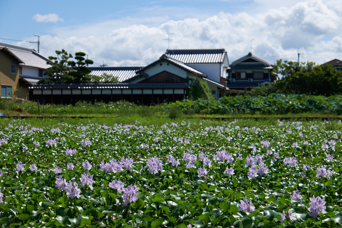 本薬師寺跡,ホテイアオイ(DSCF7127,43.9mm,f5.6,FULL)2014yaotomi_.jpg