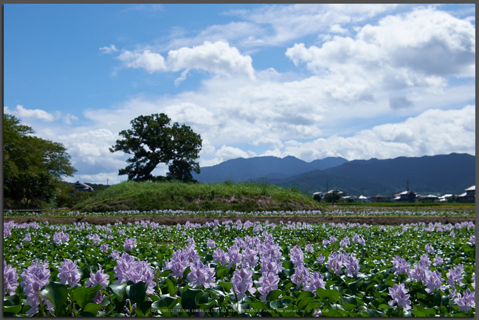 本薬師寺跡,ホテイアオイ(DSCF7138,26.6mm)2014yaotomi_Top.jpg