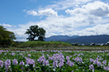 本薬師寺跡,ホテイアオイ(DSCF7138,26.6mm,f7.1,FULL)2014yaotomi_.jpg