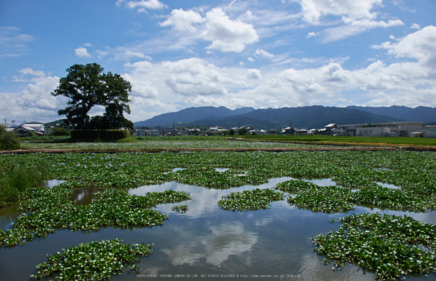 本薬師寺跡,ホテイアオイ(DSCF7180,18mm,f10,XT1)2014yaotomi_.jpg