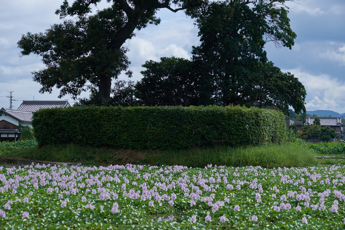 本薬師寺跡,ホテイアオイ(DSCF7591,F7.1,58.9mm,XT1)2014yaotomi_.jpg