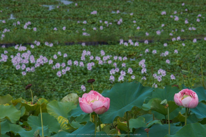 本薬師寺跡,ホテイアオイ(DSCF7605,F16,135mm,XT1)2014yaotomi_.jpg