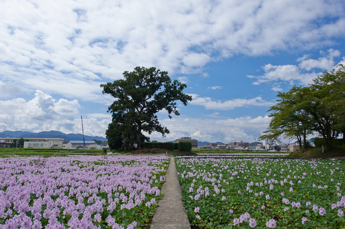 本薬師寺跡,ホテイアオイ(DSCF7612,F10,18mm,XT1)2014yaotomi_.jpg