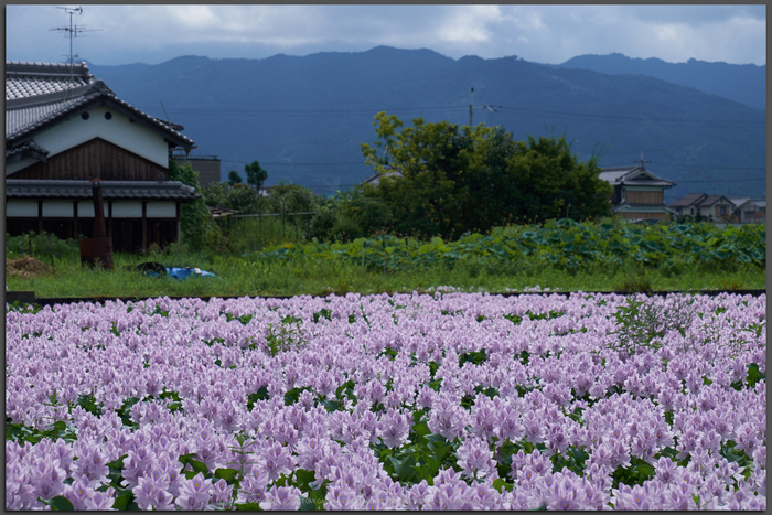 本薬師寺跡,ホテイアオイ(DSCF7623,F10,66.2mm,Top)2014yaotomi_.jpg