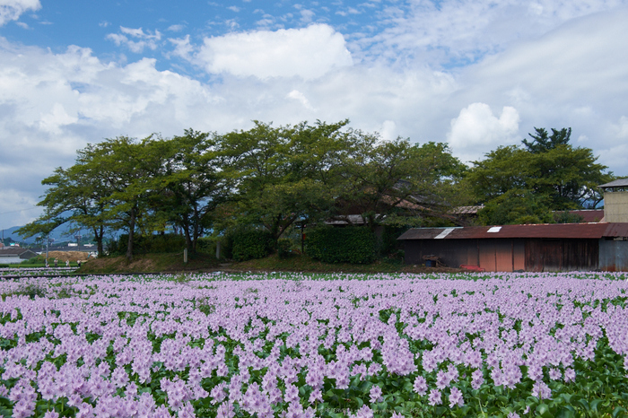 本薬師寺跡,ホテイアオイ(DSCF7629,F7.1,32.6mm,XT1)2014yaotomi_.jpg