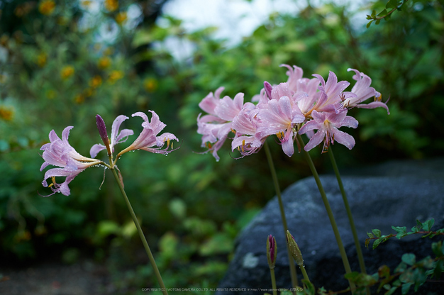 本薬師寺跡,ホテイアオイ(DSC_8047,58,2.5,Df)2014yaotomi_.jpg