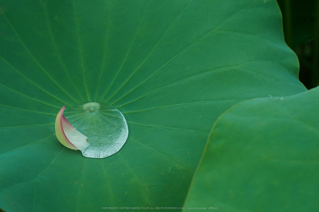 本薬師寺跡,ホテイアオイ(DSC_8057,58,7.1,Df)2014yaotomi_.jpg