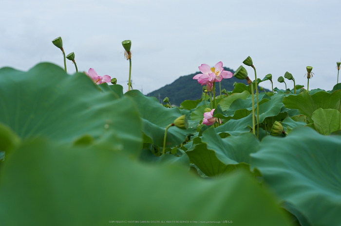 本薬師寺跡,ホテイアオイ(DSC_8063,58,5,Df)2014yaotomi_.jpg