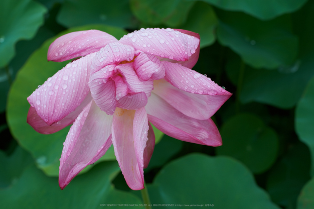 本薬師寺跡,ホテイアオイ(DSC_8070,58,9,Df)2014yaotomi_.jpg