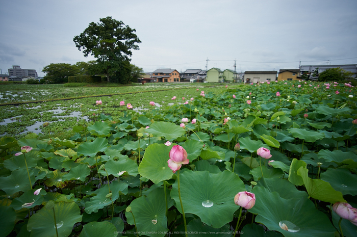 本薬師寺跡,ホテイアオイ(DSC_8079,20,3.5,Df)2014yaotomi_.jpg