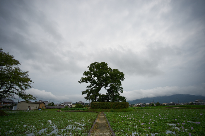 本薬師寺跡,ホテイアオイ(DSC_8133,20,3.5,Df)2014yaotomi_.jpg